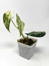 Load image into Gallery viewer, Scindapsus Mayari Variegated A