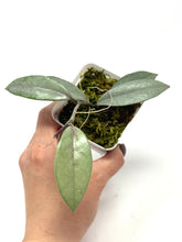 Load image into Gallery viewer, Hoya Wilbur Graves Silver B