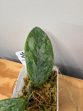 Load image into Gallery viewer, 175. Hoya Coriacea Silver