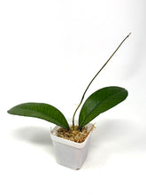 Load image into Gallery viewer, Hoya Gunung Gading