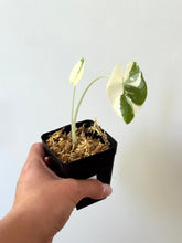 Load image into Gallery viewer, Alocasia Maccrorhiza Variegated E