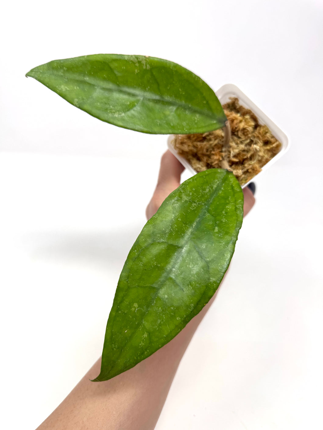 Hoya Finlaysonii ‘Philip’