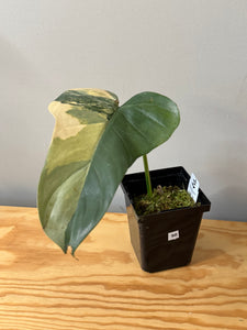 90. Philodendron Bipennifolium Variegated ‘Violin’