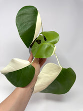 Load image into Gallery viewer, Monstera Deliciosa Albo Variegated F