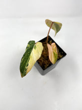 Load image into Gallery viewer, Philodendron Gloriosum Variegated A