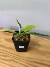 Load image into Gallery viewer, 142. Philodendron White Wizard