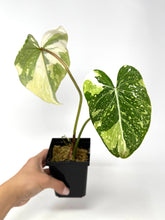 Load image into Gallery viewer, Philodendron Gloriosum Variegated C