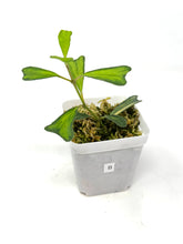 Load image into Gallery viewer, Hoya Manipurensis Variegated B