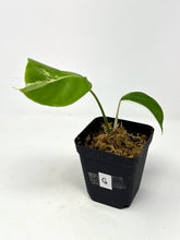 Load image into Gallery viewer, Monstera Deliciosa Albo Variegated G