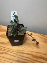 Load image into Gallery viewer, 185. Hoya Krohniana Black