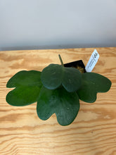 Load image into Gallery viewer, 89. Hoya Kerrii Variegated (inner)