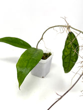 Load image into Gallery viewer, Hoya Finlaysonii ‘Philip’