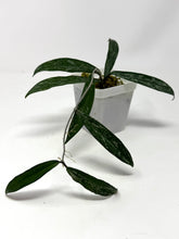 Load image into Gallery viewer, Hoya Minibelle Splash