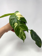 Load image into Gallery viewer, Epipremnum Pinnatum Albo Variegated