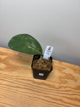 Load image into Gallery viewer, 159. Hoya cv. Lea