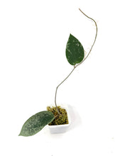 Load image into Gallery viewer, Hoya Glabra Silver F