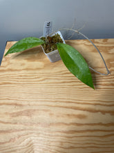 Load image into Gallery viewer, 187. Hoya Finlaysonii cv. Philip