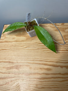 187. Hoya Finlaysonii cv. Philip