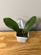 Load image into Gallery viewer, 58. Hoya Forbesii Silver