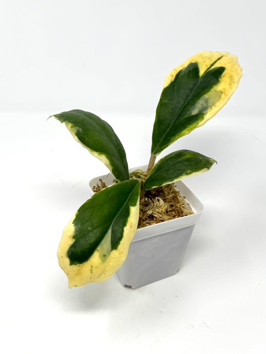 Hoya Incrassata Albo Variegated