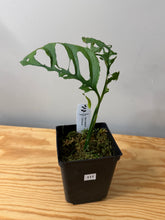 Load image into Gallery viewer, 111. Monstera Obliqua