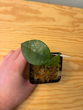 Load image into Gallery viewer, 234. Hoya Carnosa Oval Splash