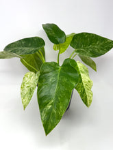 Load image into Gallery viewer, Philodendron Giganteum Blizzard