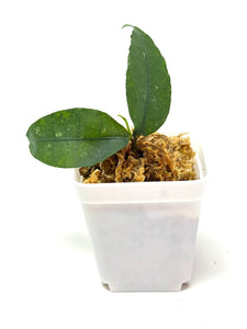 Hoya Ignorata