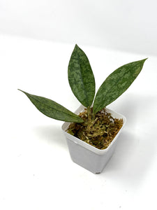 Hoya Lambii Silver A