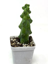 Load image into Gallery viewer, Myrtillocactus Geometrizans Fukurokuryuzinboku 'Boobie Cactus' - Ships within Canada only