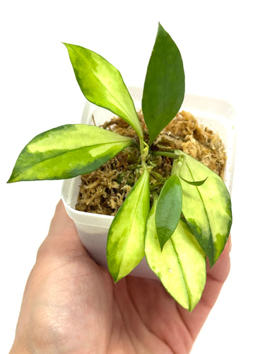 Hoya Walliniana Variegated