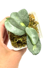 Load image into Gallery viewer, Hoya Carnosa ‘Argentea Princess’ A