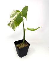 Load image into Gallery viewer, Monstera Deliciosa Albo Variegated G