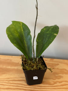 249. Hoya Lambii