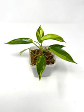 Load image into Gallery viewer, Philodendron Florida Beauty D