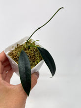 Load image into Gallery viewer, Hoya Greenii