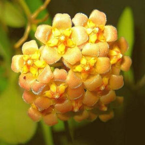 Hoya Vorapol