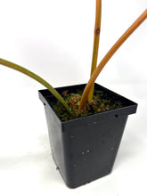 Load image into Gallery viewer, Philodendron Billietiae Variegated B