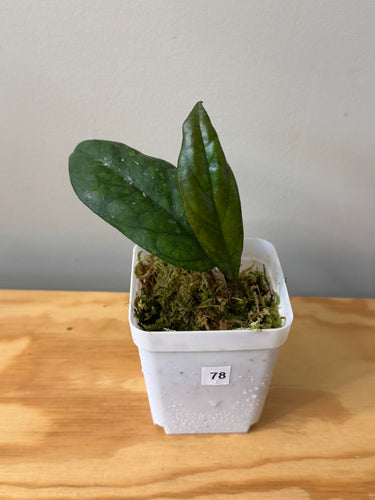 78. Hoya Blessing