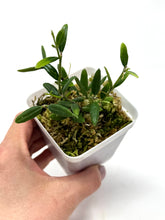 Load image into Gallery viewer, Hoya Engleriana