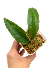 Load image into Gallery viewer, Hoya Amicabilis