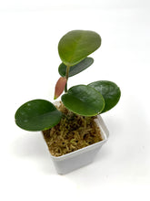 Load image into Gallery viewer, Hoya Australis