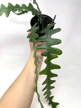 Load image into Gallery viewer, Epiphyllum Anguliger ‘Fishbone Cactus’ (Ships within Canada only)