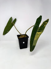 Load image into Gallery viewer, Philodendron Billietiae Variegated E