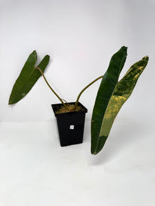 Philodendron Billietiae Variegated E