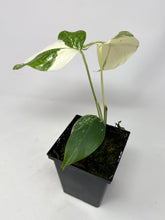 Load image into Gallery viewer, Monstera Deliciosa Albo Variegated C