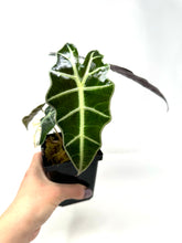 Load image into Gallery viewer, Alocasia Amazonica Variegated F