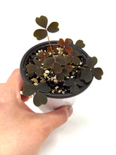 Load image into Gallery viewer, Oxalis ‘Plum Crazy&#39; (Ships within Canada only)