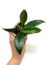 Load image into Gallery viewer, Hoya Ally (Memoria x IR26)