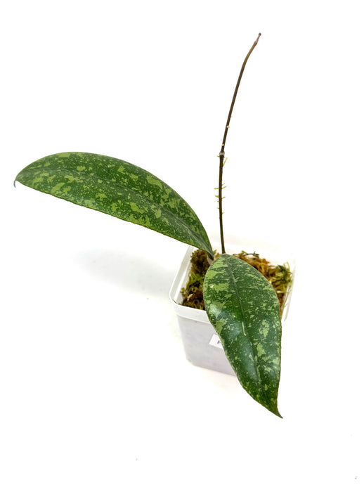 Hoya Lambii Silver H